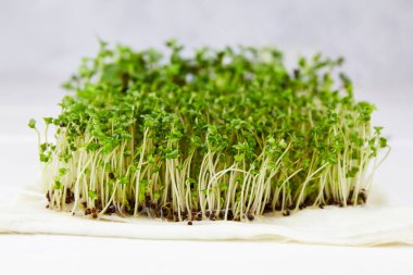 Evde filizlenmiş turp tohumu. Mikro yeşiller. Vejetaryen ve sağlıklı beslenme konsepti. Yüksek kalite fotoğraf