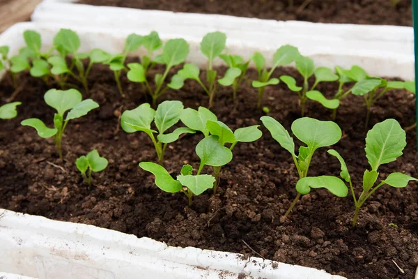 Les Jeunes Choux Sont Plantés Dans Sol Serre Photo Haute — Photo