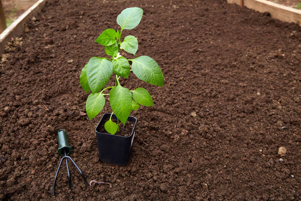 Young bell pepper sprout in a pot with garden tools on a background of soil in the vegetable garden. Pepper seedlings for transplanting into the soil in spring. 