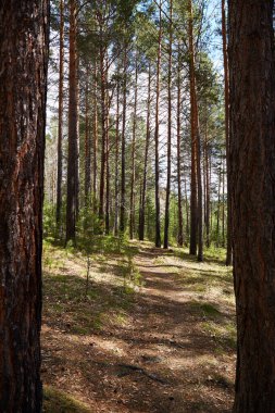 Çam ormanında bir patika. Dikey yönelim