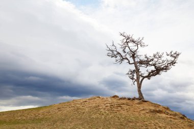 Bulutlu bir bahar gününde tepede yalnız bir tarla kuşu. Yüksek kalite fotoğraf