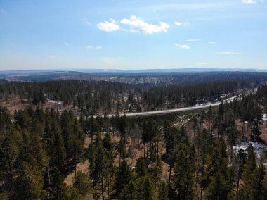Aerial view of the spring pine forest and paved road