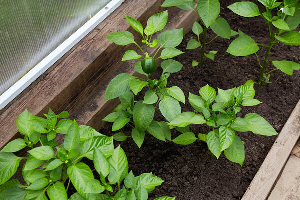 Young green bell pepper grows in a greenhouse. Healthy organic food concept