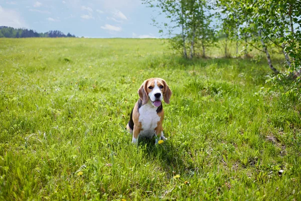 Tatlı köpek av köpeği yaz otlağında çimlerin üzerinde oturuyor. Yüksek kalite fotoğraf
