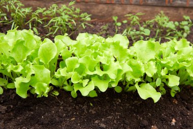 Organik sebze bahçesi. Toprakta yeşil marul filizlenir. - Evet. Yüksek kalite fotoğraf