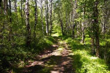 Yoğun bir ormanda, güneşli bir yaz gününde köy yolu..