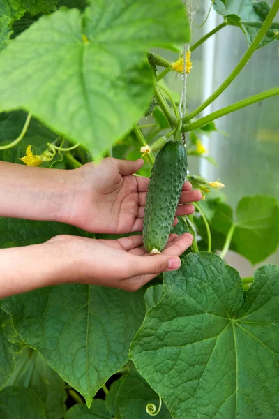 The harvest of cucumbers in the hands. Growing organic vegetables in a home greenhouse. Vertical orientation
