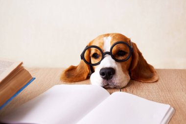 Gözlüklü şirin bir köpek. Resepsiyondaki boş defterli köpek. Eğitim kavramı, okula geri dönmek. Yüksek kalite fotoğraf