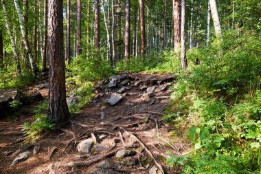 Güzel orman manzarası. Dünya yüzeyinin üstündeki ağaçların kökleri..