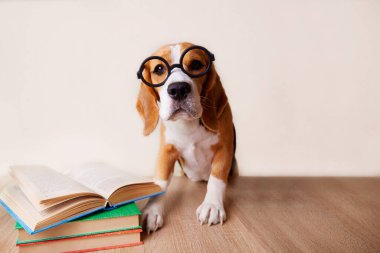 Meşgul bir av köpeği büyük yuvarlak gözlük takar. Köpek resepsiyonda oturuyor. Masanın üzerinde kitaplar var. Eğitim kavramı, okula geri dönmek..