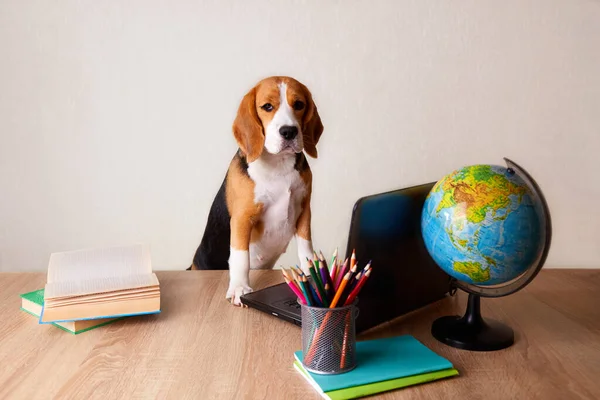 The beagle dog is busy working on a laptop. On the desk there is a laptop, books, pencils, a globe. Back to school concept.