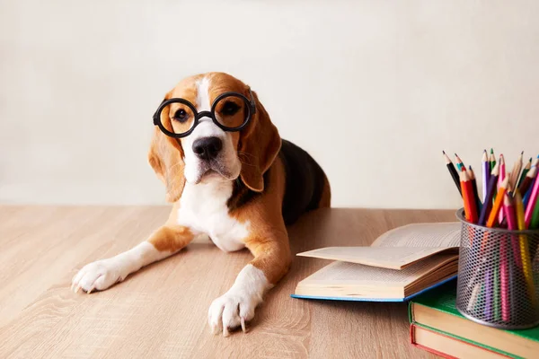 Ένα Σκυλί Φοράει Μεγάλα Στρογγυλά Γυαλιά Σκύλος Στο Γραφείο Υπάρχουν — Φωτογραφία Αρχείου