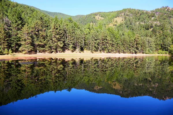 Lac, forêt de pins. Les arbres se reflètent dans l'eau. Beau paysage forestier par une journée ensoleillée d'été. — Photo