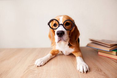 Meşgul bir av köpeği büyük yuvarlak gözlük takar. Köpek resepsiyonda oturuyor. Masanın üzerinde kitaplar var.. 