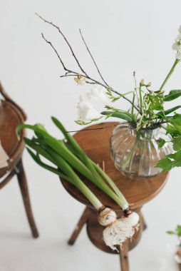 Bitki filizi. Bitki yetiştiriyorum. Beyaz arkaplanda doğal dekor.