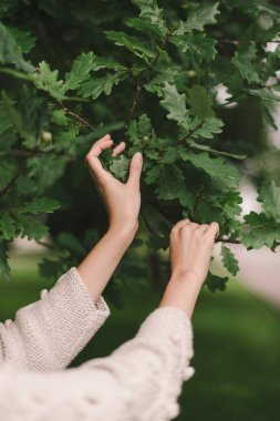 Dişi eller yeşil yapraklara uzanıyor. Eller ve yeşil yapraklar yakın