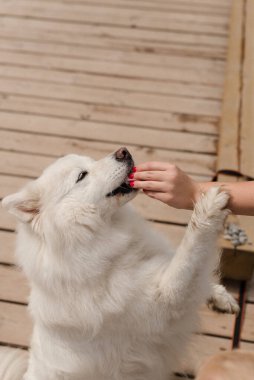 Büyük beyaz bir köpek elle besleniyor. Yürüyüşe çıkan beyaz köpek. Evcil hayvanlar
