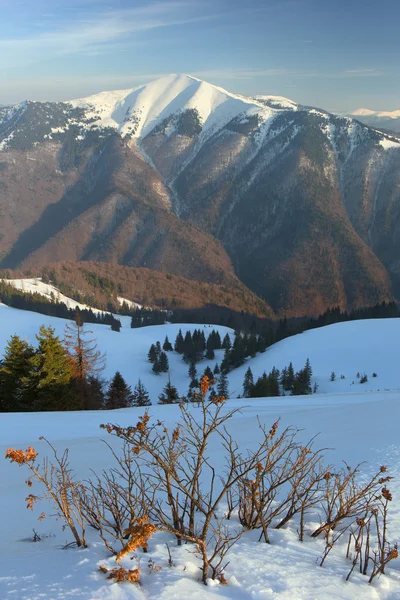 Karpat Dağları kış