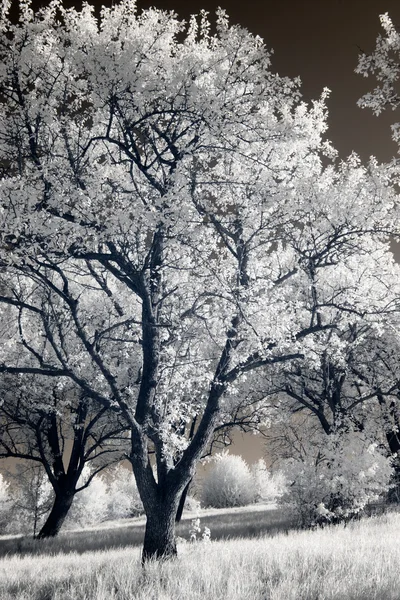 Infrared photography; landscape; park; garden; — Stock Photo, Image