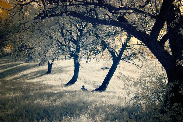 Fotografia w podczerwieni; krajobraz; Park; ogród; — Zdjęcie stockowe