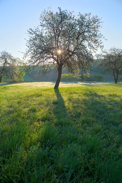 Frühling; Bäume; weiße Farbe; Dorf; — Stockfoto