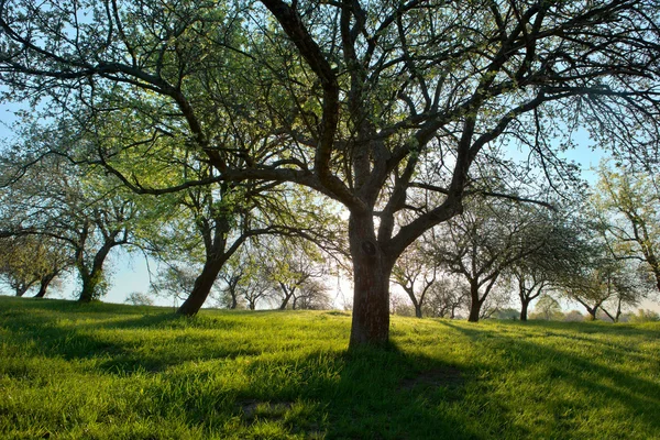 Light through trees — Stock Photo, Image