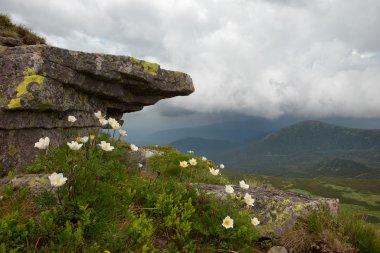 beyaz çiçekler ve rock