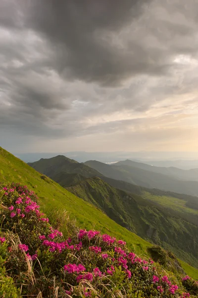 Rhododendron in mountains Carpathians — Stock Photo, Image