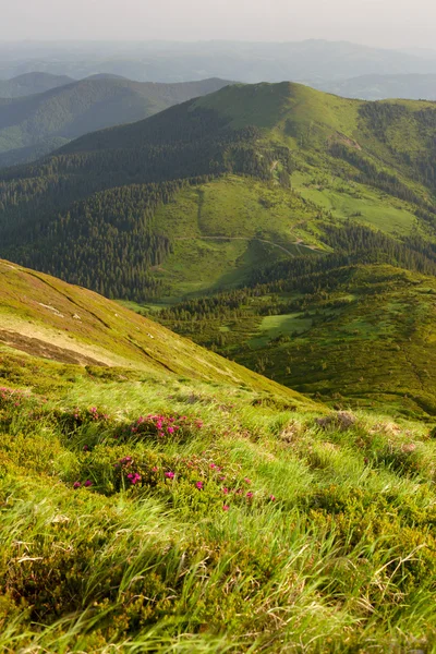 Grama verde nas montanhas ao amanhecer — Fotografia de Stock