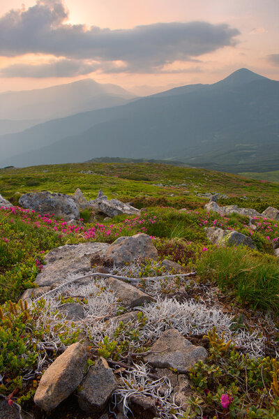 rhododendron in the Carpathian mountains and dramatic sky