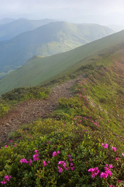 Rhododendron en montagne Carpates — Photo