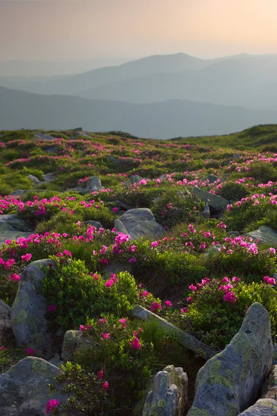 Rododendros nas montanhas Cárpatos — Fotografia de Stock