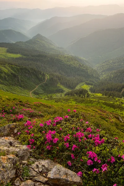 Rhododendron en montagne Carpates — Photo