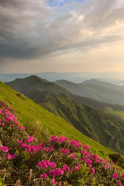 Rhododendron in mountains Carpathians — Stock Photo, Image