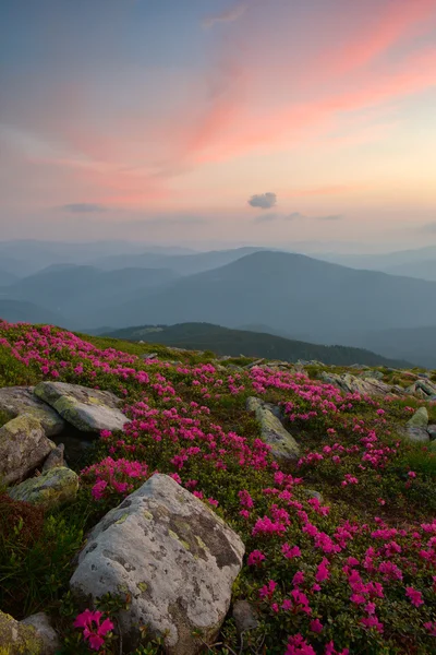 Rododendro en las montañas Cárpatos y cielo dramático — Foto de Stock