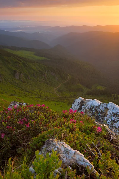 Rhododendron in the Carpathian mountains and dramatic sky — Stock Photo, Image