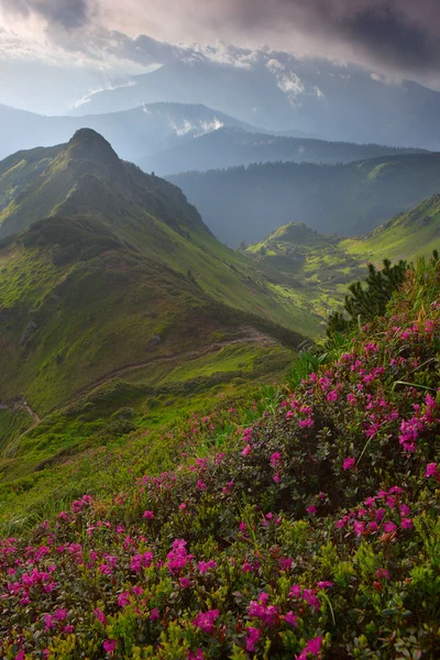 Rhododendron di pegunungan Carpathians — Stok Foto