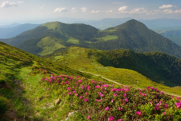 Rhododendron in mountains Carpathians — Stock Photo, Image