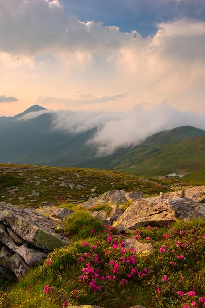 Ormangülü Karpat Dağları ve dramatik gökyüzü — Stok fotoğraf
