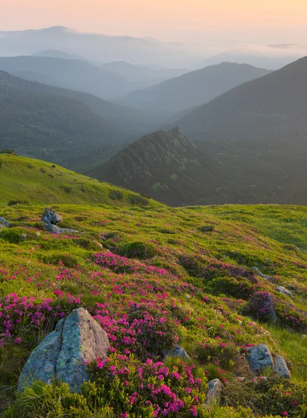 Rhododendron in mountains Carpathians — Stock Photo, Image