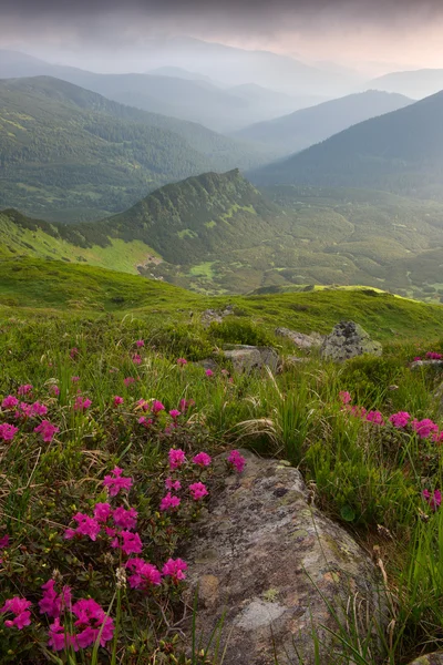 Rododendro en las montañas Cárpatos — Foto de Stock