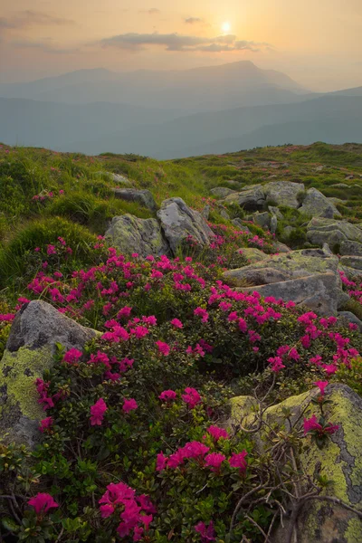 Różanecznik w Karpatach i dramatyczne niebo — Zdjęcie stockowe