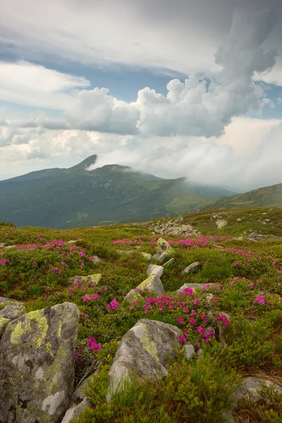 Rododendro en las montañas Cárpatos — Foto de Stock