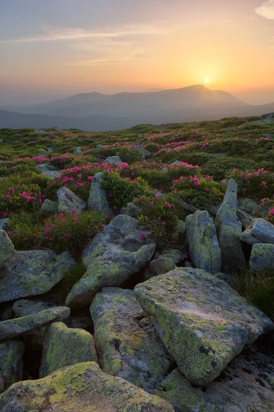 진달래 산 Carpathians에서 — 스톡 사진