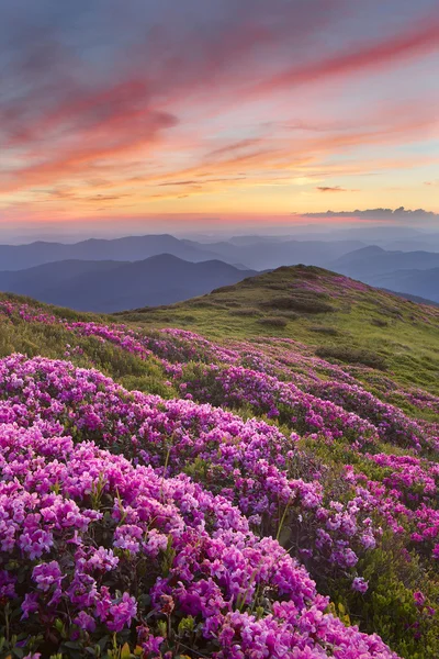 Rododendron în munți — Fotografie, imagine de stoc