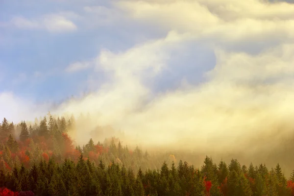 Niebla y bosque —  Fotos de Stock