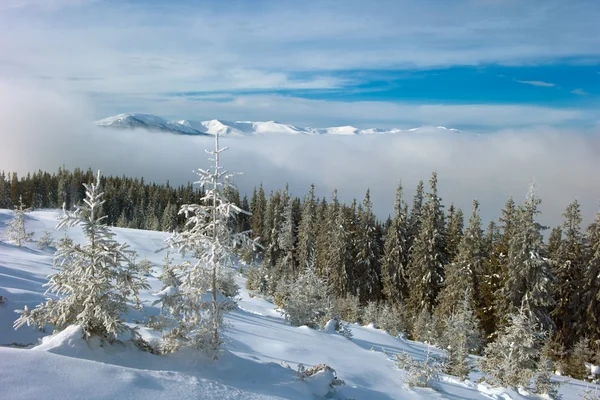 Téli erdő a hegyekben — Stock Fotó