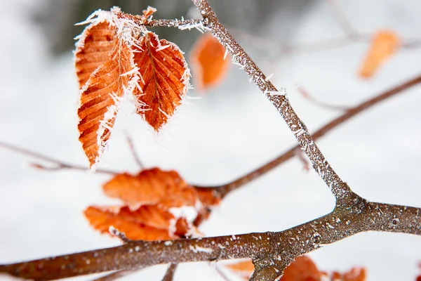 Frost — Stock Photo, Image