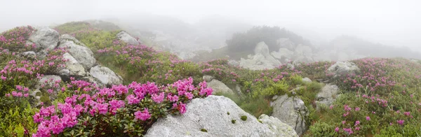Taşların arasında çiçekler