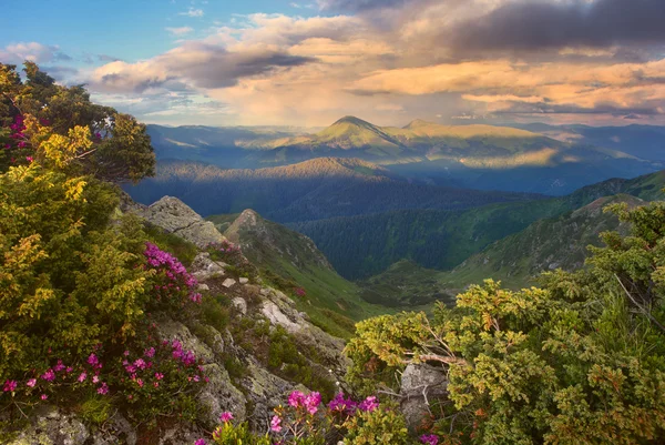 Gunung malam dan rhododendron — Stok Foto